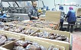 Palestinian workers on November 11, 2015, at a date packaging factory in the Jordan Valley in the West Bank. This produce will be labeled if exported to the EU as 'Product of the West Bank (Israeli settlement' (Melanie Lidman/Times of Israel)