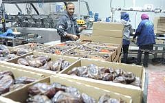 Palestinian workers on November 11, 2015, at a date packaging factory in the Jordan Valley in the West Bank. This produce will be labeled if exported to the EU as 'Product of the West Bank (Israeli settlement' (Melanie Lidman/Times of Israel)
