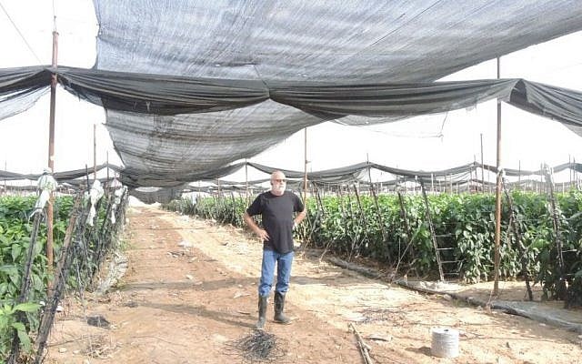 Hanan Pasternak stands in his pepper greenhouse on November 11, 2015. Pasternak employs more than 100 Palestinians during the high season. He exports exclusively to Russia after boycotts picked up strength in the EU. (Melanie Lidman/Times of Israel)