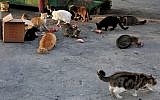 Stray cats eating near a garbage container in the center of Jerusalem. October 23, 2014. (Nati Shohat/Flash90)
