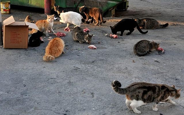 Stray cats eating near a garbage container in the center of Jerusalem. October 23, 2014. (Nati Shohat/Flash90) Stray cats eating near a garbage container in the center of Jerusalem. October 23, 2014. (Nati Shohat/Flash90)