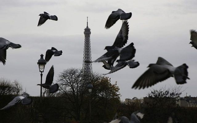 Pigeons fly at the Tuileries gardens, with the Eiffel Tower in background, in Paris, Saturday, November 14, 2015 (AP Photo/Amr Nabil) Pigeons fly at the Tuileries gardens, with the Eiffel Tower in background, in Paris, Saturday, November 14, 2015 (AP Photo/Amr Nabil)