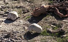 In this image made from video taken on Sunday, Nov. 22, 2015, skulls remain at the site of a purported mass grave in the city of Sinjar, northern Iraq after it was retaken from Islamic State fighters. (AP via AP video)
