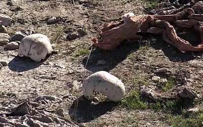 Skulls remain at the site of a purported mass grave in the city of Sinjar, northern Iraq after it was retaken from Islamic State militants, November 22, 2015. (AP via AP video/File)