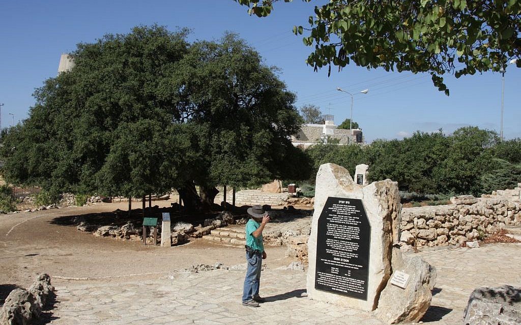 The Lone Oak outside Alon Shvut, Gush Etzion (Shmuel Bar-Am) The Lone Oak outside Alon Shvut, Gush Etzion (Shmuel Bar-Am)