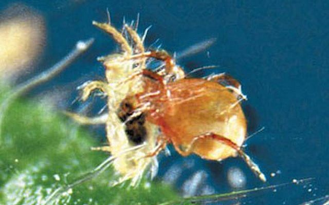 BioBee's  Bio Persimilis (Courtesy)