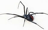 Illustrative: A venemous redback spider female, found in suburban Sydney, NSW, Australia. Sydney police did not say what species of spider they found at local home on November 22, 2015 (Toby Hudson / Wikipedia)
