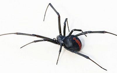 Illustrative: A venemous redback spider female, found in suburban Sydney, NSW, Australia. Sydney police did not say what species of spider they found at local home on November 22, 2015 (Toby Hudson / Wikipedia)