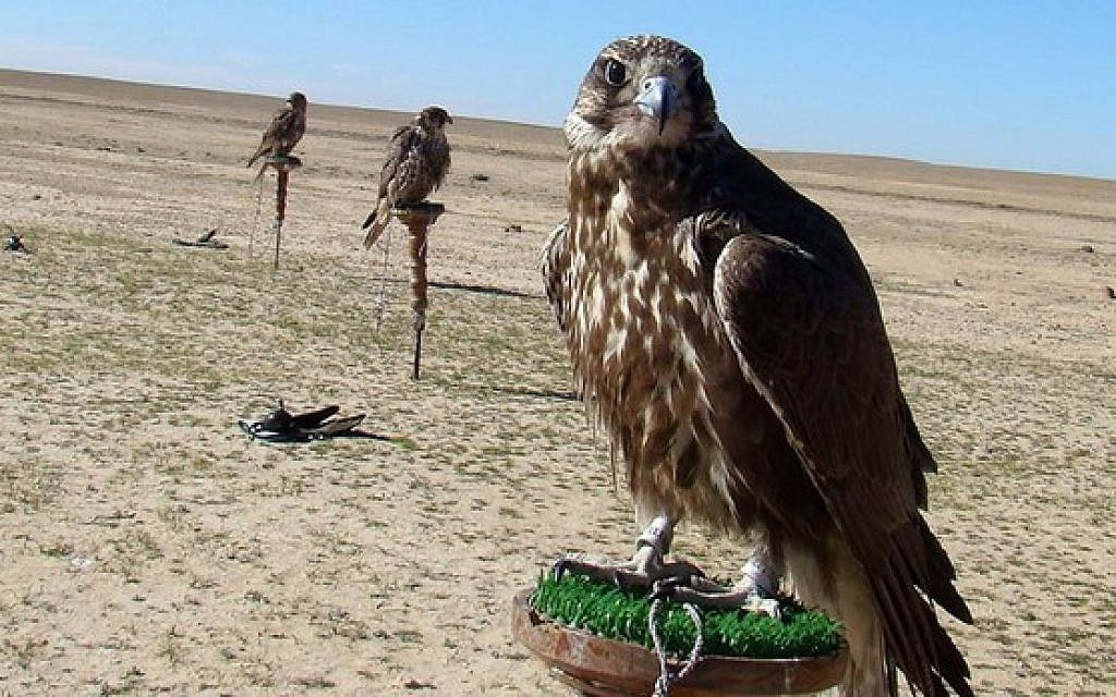 Hooded birds of prey stand on their perches as Emiratis prepare themselves for a hunt in the Anbar desert of western Iraq. (Azhar Shallal/AFP) Hooded birds of prey stand on their perches as Emiratis prepare themselves for a hunt in the Anbar desert of western Iraq. (Azhar Shallal/AFP)