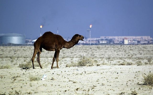 A file picture taken on December 14, 2015 shows a camel standing in the southern desert town of Samawa in an area used by Iraqi herdsmen to graze their stock. (AFP Photo/Haidar Hamdani) A file picture taken on December 14, 2015 shows a camel standing in the southern desert town of Samawa in an area used by Iraqi herdsmen to graze their stock. (AFP Photo/Haidar Hamdani)