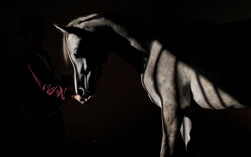 In this Monday, Dec. 7, 2015 photo, a veterinary technician feeds a horse at the Hebrew University's Koret School of Veterinary Medicine in Rishon Lezion, Israel.  (AP Photo/Oded Balilty)