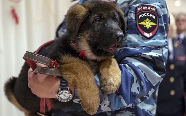 A Russian police officer holds a puppy, named Dobrynya, before presenting it to French police in the French Embassy in Moscow, Russia, Monday, December 7, 2015. (AP/Pavel Golovkin) A Russian police officer holds a puppy, named Dobrynya, before presenting it to French police in the French Embassy in Moscow, Russia, Monday, December 7, 2015. (AP/Pavel Golovkin)