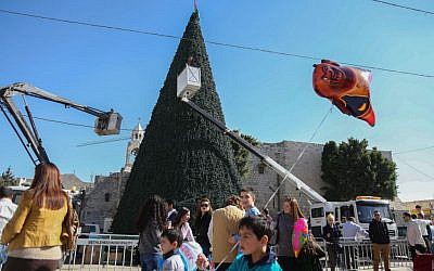 A giant Christmas Tree being placed during Christmas preparations at Nativity Church Square in Bethlehem on November 30, 2015. (Flash90)