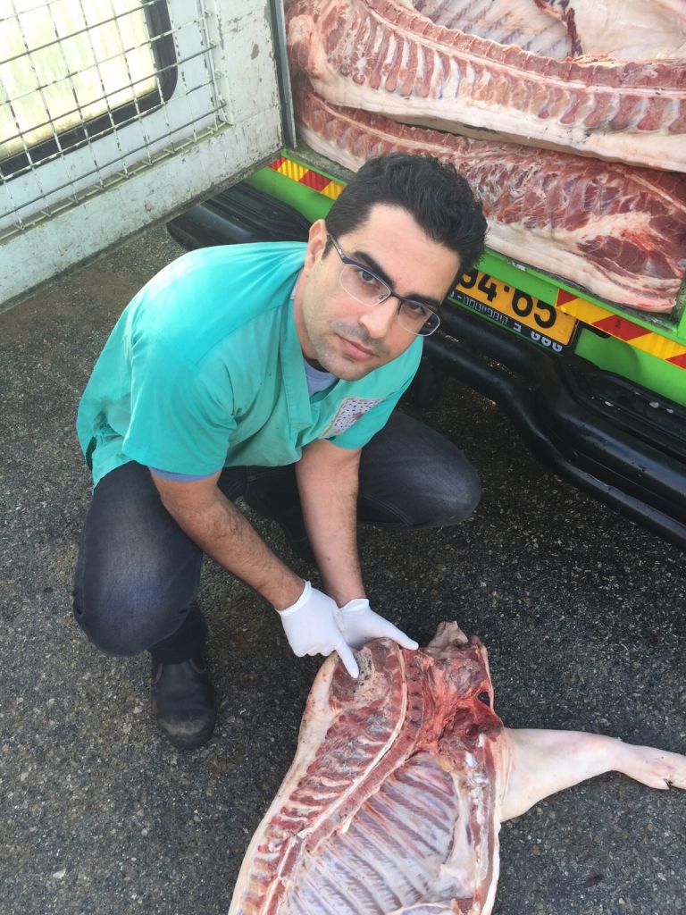 A municipal veterinarian examines a pig carcass which fell off a truck on a Rishon Lezion city street on December 14, 2015. (Rishon Lezion Municipality spokesperson) A municipal veterinarian examines a pig carcass which fell off a truck on a Rishon Lezion city street on December 14, 2015. (Rishon Lezion Municipality spokesperson)