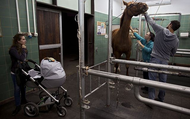 In this Wednesday, Nov. 18, 2015 photo, a veterinarian examines a horse with a leg wound at the Hebrew University's Koret School of Veterinary Medicine in Rishon Lezion, Israel. (AP Photo/Oded Balilty)
