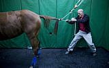 In this Wednesday, Dec. 2, 2015 photo, Dr. Gal Kelmer, head of the department of large animals, unties a horse after its operation at the University's Koret School of Veterinary Medicine in Rishon Lezion, Israel. (AP Photo/Oded Balilty)