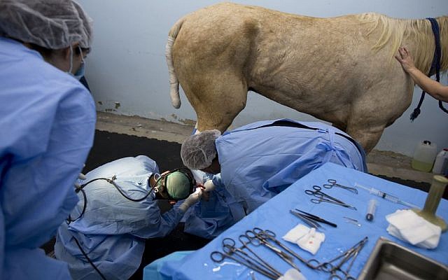 In this Sunday, Nov. 29, 2015 photo, veterinarians operate on a horse with leg wounds at the Hebrew University's Koret School of Veterinary Medicine in Rishon Lezion, Israel. (AP Photo/Oded Balilty)