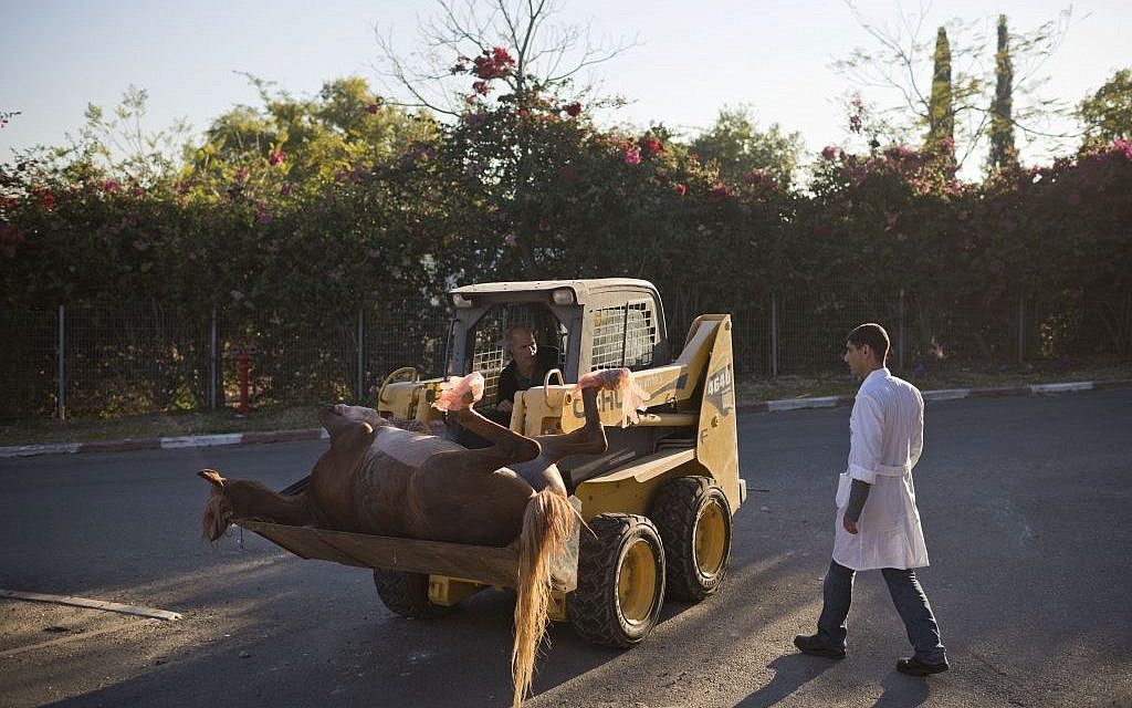 In this Thursday, Dec. 10, 2015 photo, Dr. Gal Kelmer, head of the department of large animals, transports a dead horse at the Hebrew University's Koret School of Veterinary Medicine in Rishon Lezion, Israel.  (AP Photo/Oded Balilty)