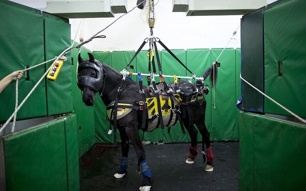 In this Saturday, Nov. 28, 2015 photo, a horse is supported in a recovery room after a surgery at the Hebrew University's Koret School of Veterinary Medicine in Rishon Lezion, Israel. (AP Photo/Oded Balilty)