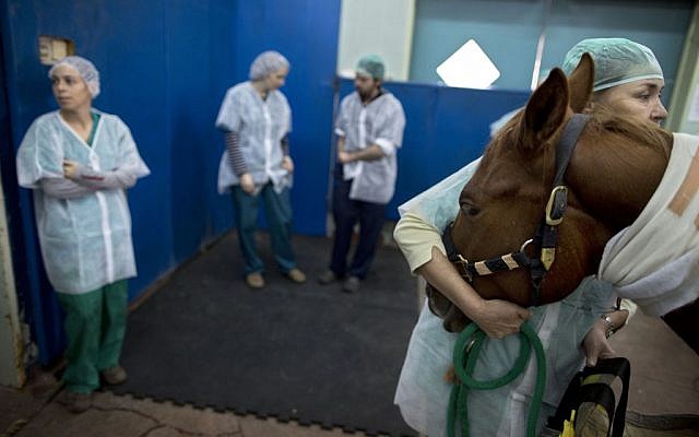 In this Wednesday, Dec. 2, 2015 photo, a veterinarian holds a horse as he is anesthetized before a surgery at the University's Koret School of Veterinary Medicine in Rishon Lezion, Israel. (AP Photo/Oded Balilty)