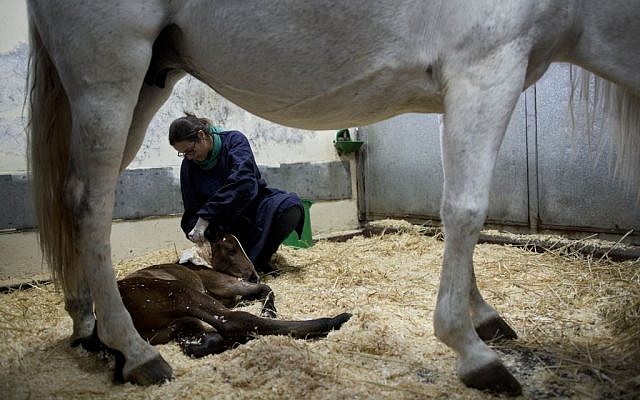In this Thursday, Dec. 10, 2015 photo, a veterinary doctor treats a horse and her one day old foal as they rest in their recovery zone at the Hebrew University's Koret School of Veterinary Medicine in Rishon Lezion, Israel. (AP Photo/Oded Balilty)