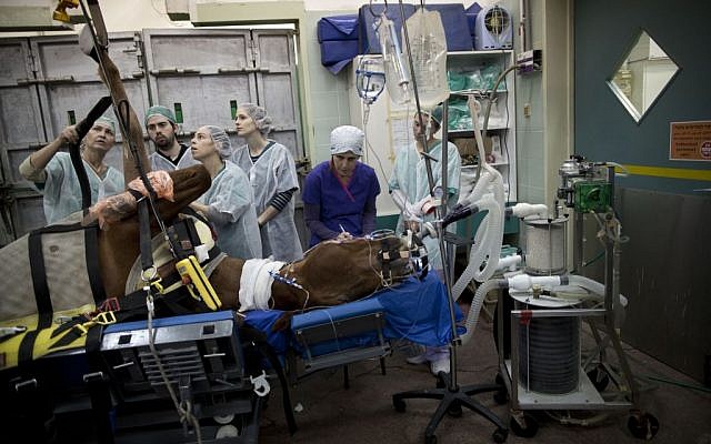 In this Wednesday, Dec. 2, 2015 photo, veterinarians and students prepare a horse with a broken leg for a surgery at the Hebrew University's Koret School of Veterinary Medicine in Rishon Lezion, Israel. (AP Photo/Oded Balilty)