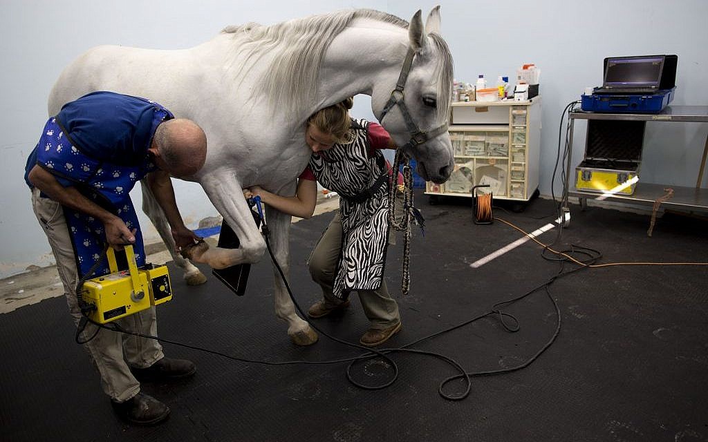 In this Monday, Nov. 23, 2015 photo, Dr. Gal Kelmer, head of the department of large animals, left, and a veterinarian technician prepare a horse for an X-ray demonstration at the Hebrew University's Koret School of Veterinary Medicine in Rishon Lezion, Israel. (AP Photo/Oded Balilty)