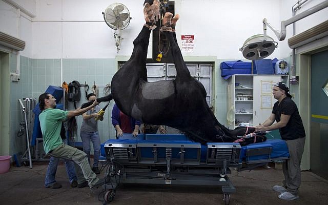 In this Monday, Nov. 23, 2015 photo, Dr. Gal Kelmer, head of the department of large animals, left, and a veterinarian technician prepare a horse for an X-ray demonstration at the Hebrew University's Koret School of Veterinary Medicine in Rishon Lezion, Israel. (AP Photo/Oded Balilty)