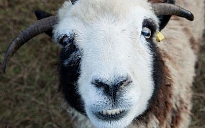 A Jacob sheep named Rachel, with what the Lewinskys call her 'happy face,' on their rental farm in Abbotsville, BC, Canada, in December 2015. (courtesy Gil Lewinsky/Mustard Seed Imaging)