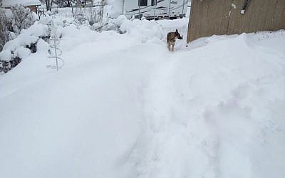 A pet German Shepherd walks in a neighborhood blanketed in snow in Edgewood, New Mexico, Sunday, December 27, 2015. (Photo by Kim Serrano via AP)