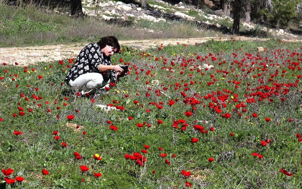 Anemones at Adurayim (Talila Livshutz)