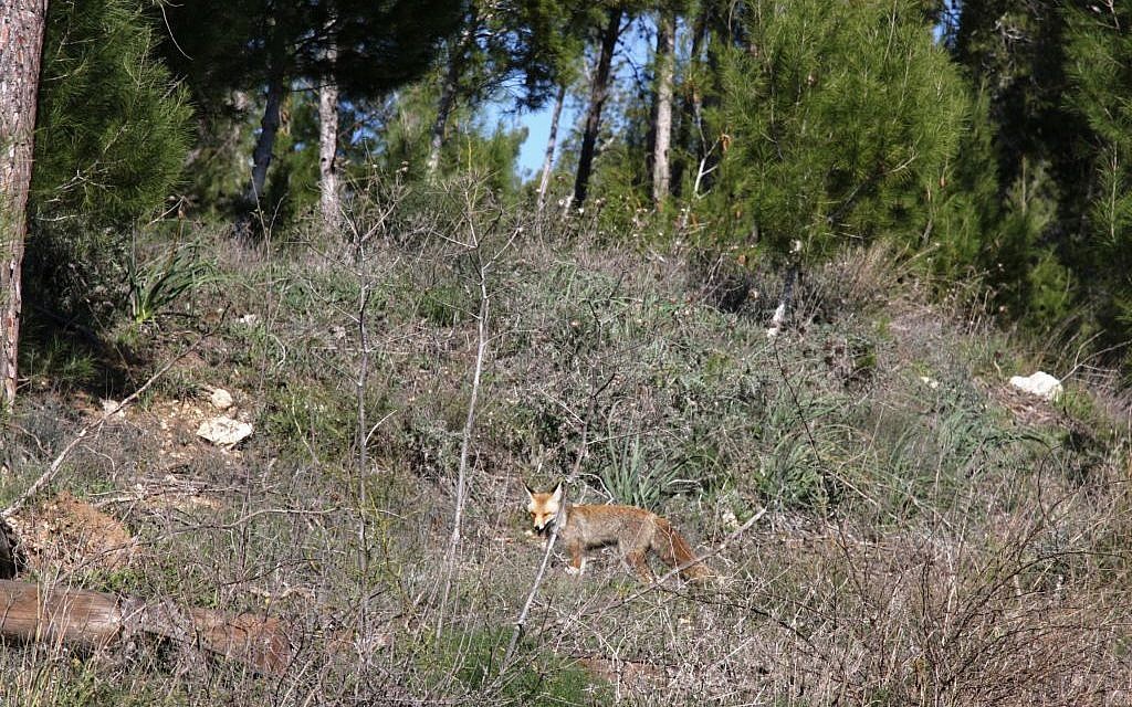 A fox in the Amazia Forest (Shmuel Bar-Am)