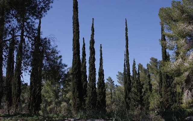 Cypress trees in the Amazia Forest (Shmuel Bar-Am)