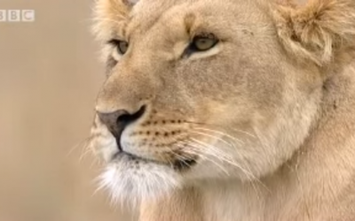 Bibi, a lioness from the Marsh pride, in a screenshot from a BBC wildlife program. Lions were once common in the Middle East but have seen their numbers and distribution slashed. (YouTube screenshot/BBC Wildlife)