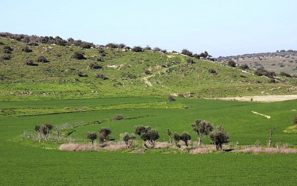 Open ground in the Amazia Forest biosphere (Shmuel Bar-Am)