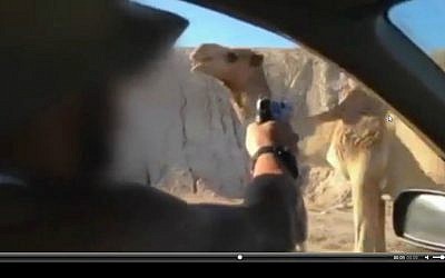 Footage from a video of two IDF soldiers on leave shooting at a camel while driving past it in late November 2015. The soldiers were arrested by Military Police on December 7, 2015. (Screenshot) Footage from a video of two IDF soldiers on leave shooting at a camel while driving past it in late November 2015. The soldiers were arrested by Military Police on December 7, 2015. (Screenshot)