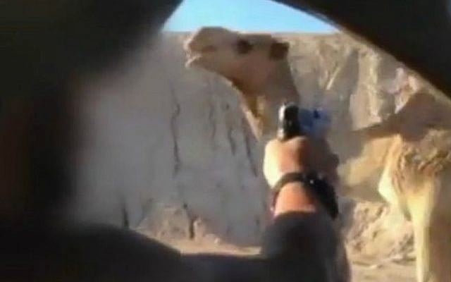 Footage from a video of two IDF soldiers on leave shooting at a camel while driving past it in late November 2015. The soldiers were arrested by Military Police on December 7, 2015. (Screenshot) Footage from a video of two IDF soldiers on leave shooting at a camel while driving past it in late November 2015. The soldiers were arrested by Military Police on December 7, 2015. (Screenshot)
