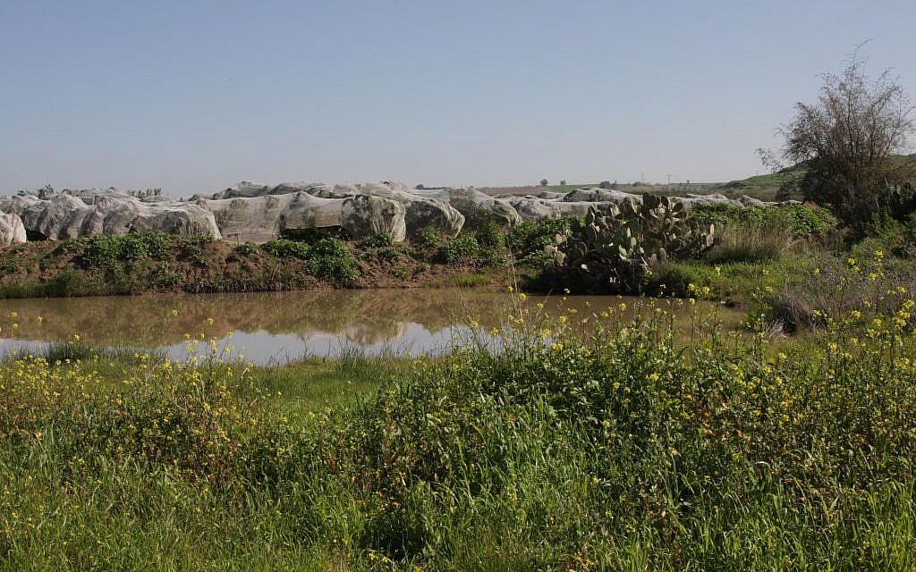 The Hodaya Puddle (Shmuel Bar-Am)