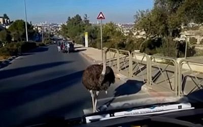 An ostrich loose in the streets of Jerusalem's Gilo neighborhood, December 27, 2015. (YouTube screen capture)
