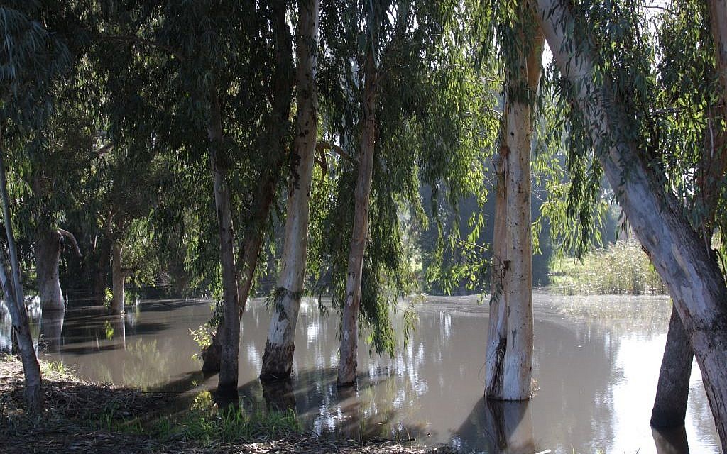 The Shafir pool (Shmuel Bar-Am)