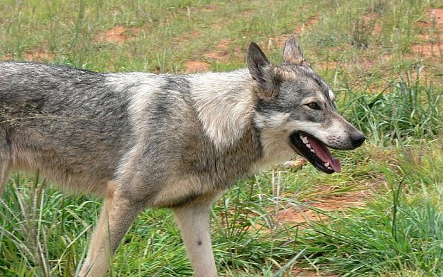 Rabies can be contracted from dogs, bats, rats, or other animals such as wolves.  (Pixabay)