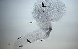 A picture taken on December 28, 2015 shows a murmuration of starlings performing their traditional dance before landing to sleep near the southern city of Rahat, in the northern Negev desert. (AFP PHOTO / MENAHEM KAHANA)