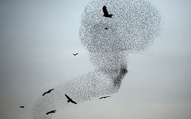 A picture taken on December 28, 2015 shows a murmuration of starlings performing their traditional dance before landing to sleep near the southern city of Rahat, in the northern Negev desert. (AFP PHOTO / MENAHEM KAHANA) A picture taken on December 28, 2015 shows a murmuration of starlings performing their traditional dance before landing to sleep near the southern city of Rahat, in the northern Negev desert. (AFP PHOTO / MENAHEM KAHANA)