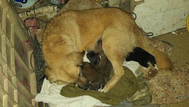 A dog and her newborn pups after being rescued from under a rain-drenched container (Facebook)
