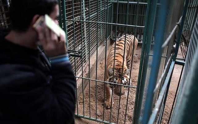 In this Jan 10, 2016 photo, Palestinian owner of the South Jungle Zoo, Mohammed Ouida, stands in front of the cage of the African tiger, in Rafah, southern Gaza Strip. (AP Photo/ Khalil Hamra) In this Jan 10, 2016 photo, Palestinian owner of the South Jungle Zoo, Mohammed Ouida, stands in front of the cage of the African tiger, in Rafah, southern Gaza Strip. (AP Photo/ Khalil Hamra)