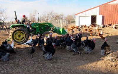 Life on the Good Shepherd Poultry Ranch. (Victor Wishna/JTA)