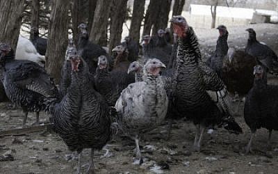 A flock of (mostly) Narragansett turkeys. (Yadidya Greenberg/JTA)
