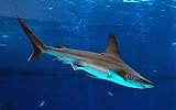 A shark swimming in the shark aquarium, Eilat, October 07, 2014. (FLASH90)