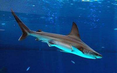A shark swimming in the shark aquarium, Eilat, October 07, 2014. (FLASH90)