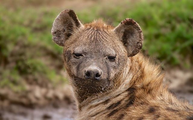 A wild hyena seen in Tanzania, Africa. April 10, 2014. (Doron Horowitz/Flash90)
